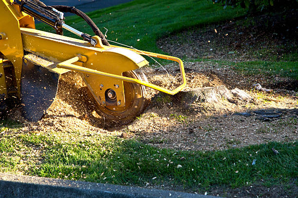 The Steps Involved in Our Tree Care Process in Point Pleasant, WV